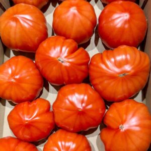 Tomates Cœur de Boeuf